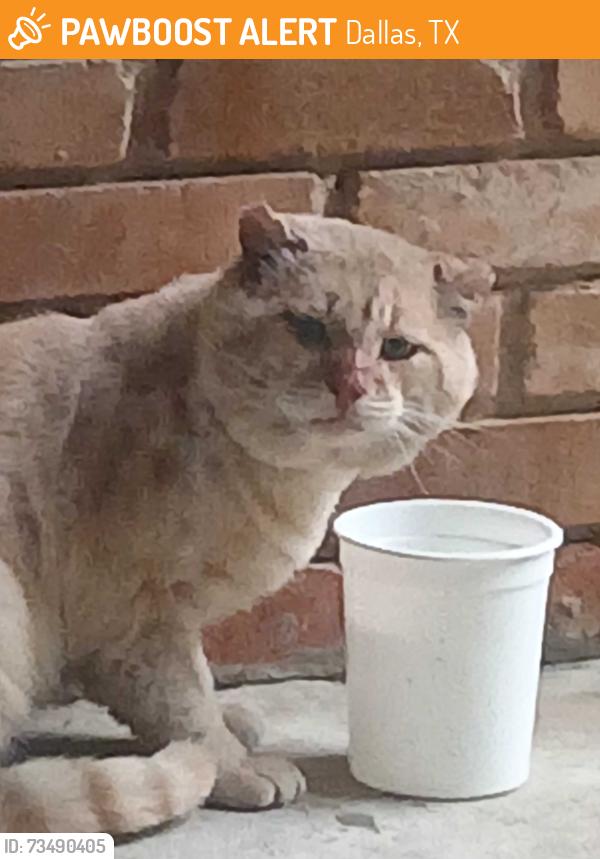 Found/Stray Male Cat last seen Elkridge @ Everglade, Dallas, TX 75227