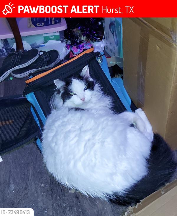 Lost Male Cat last seen Valley Creek apmts and Hwy 10 by Mom's, Hurst, TX 76053