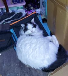 Lost Male Cat last seen Valley Creek apmts and Hwy 10 by Mom's, Hurst, TX 76053