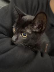 Found/Stray Female Cat last seen Grand and midway, Escondido, CA 92027