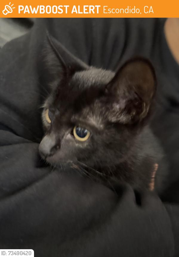 Found/Stray Female Cat last seen Grand and midway, Escondido, CA 92027