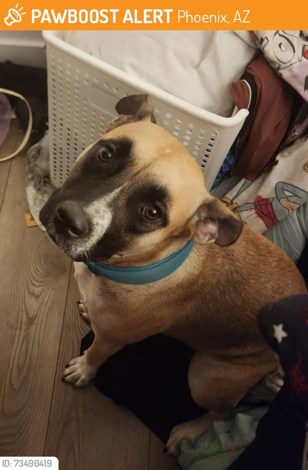 Found/Stray Female Dog last seen 43rd Ave and indian school, Phoenix, AZ 85031