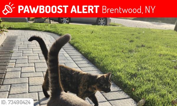 Lost Female Cat last seen Hiltop Dr, Brentwood, NY 11717