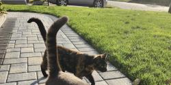 Lost Female Cat last seen Hiltop Dr, Brentwood, NY 11717