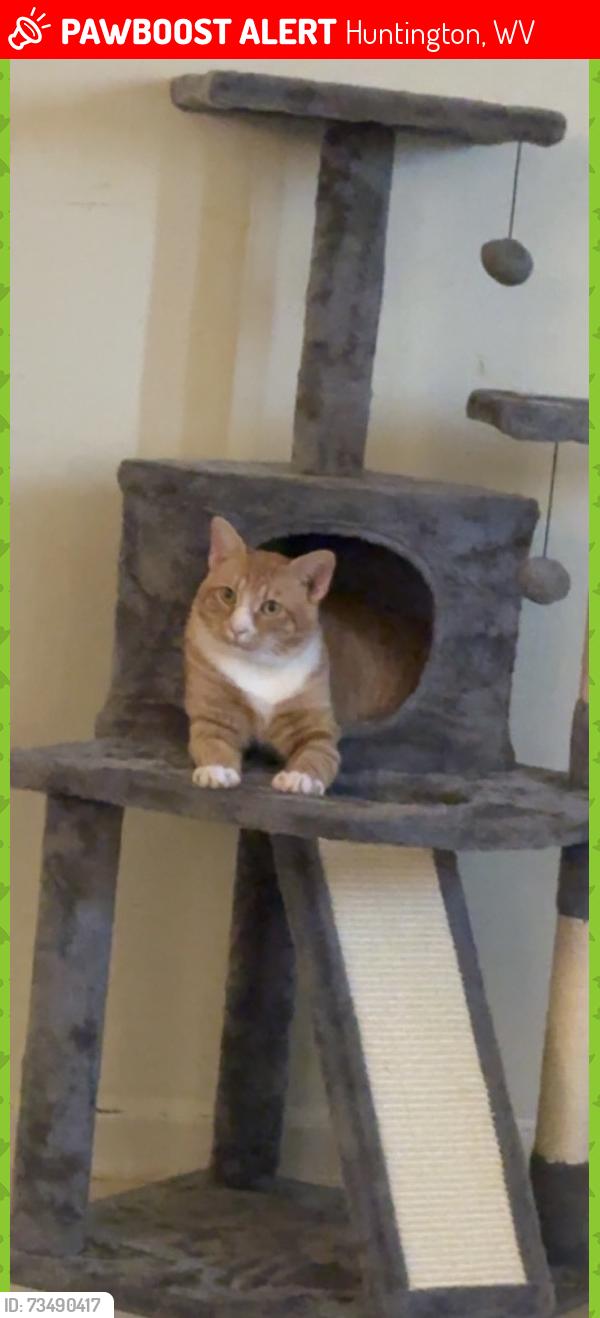 Lost Male Cat last seen Huntington, WV, Norway Ave, Rotary Gardens apmts, Huntington, WV 25705