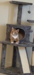 Lost Male Cat last seen Huntington, WV, Norway Ave, Rotary Gardens apmts, Huntington, WV 25705