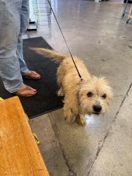 Found/Stray Female Dog last seen Highway 193, Placer County, CA 95658