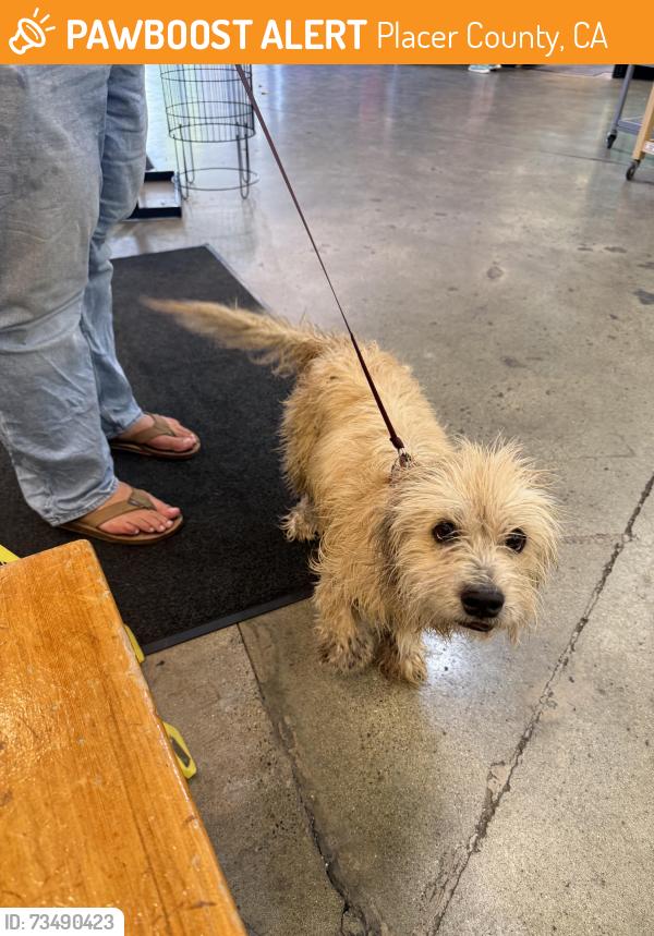 Found/Stray Female Dog last seen Highway 193, Placer County, CA 95658