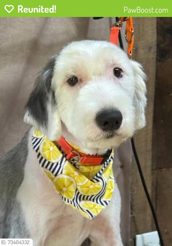 Reunited Female Dog last seen Mt. Crest off of Price Creek Rd., Pickens County, GA 30143