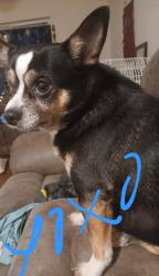 Lost Male Dog last seen Jones Park near snug harbor, Staten Island, NY 10314