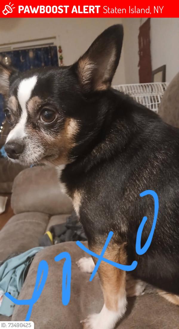 Lost Male Dog last seen Jones Park near snug harbor, Staten Island, NY 10314