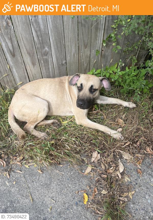 Found/Stray Female Dog last seen Hickory & Bringard, Detroit, MI 48213