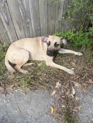 Found/Stray Female Dog last seen Hickory & Bringard, Detroit, MI 48213