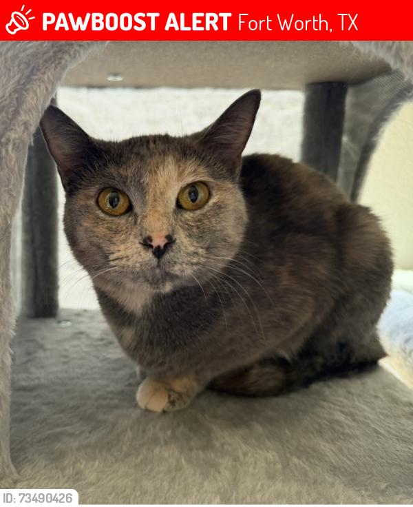 Lost Female Cat last seen Bluemound Rd, Fort Worth, TX 76131