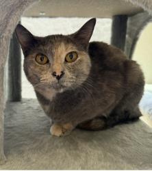 Lost Female Cat last seen Bluemound Rd, Fort Worth, TX 76131