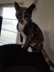 Reunited Female Cat last seen Near 88th Ave Westwood ests, Pleasant Prairie, WI 53158