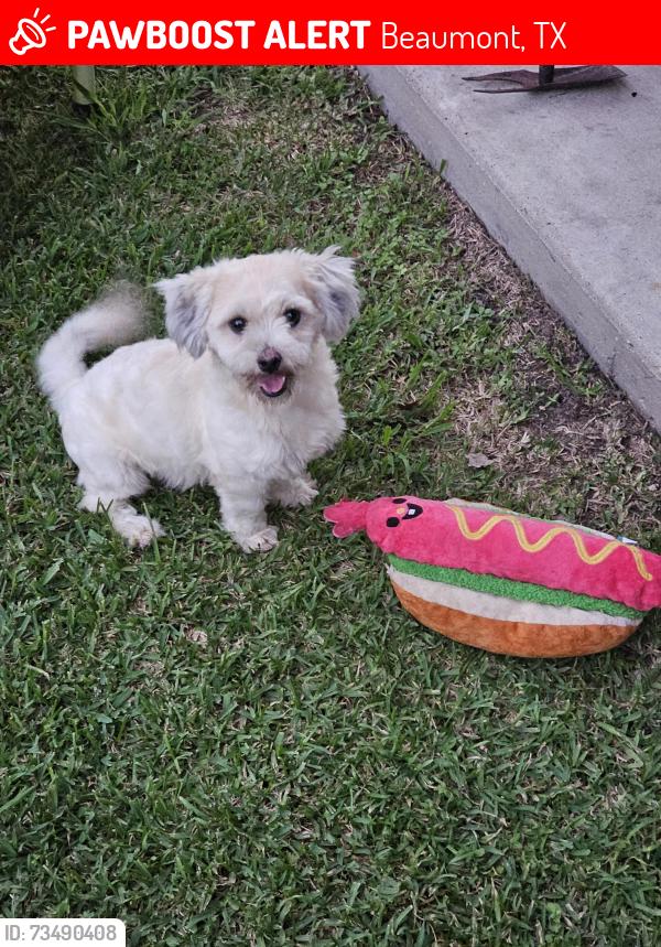 Lost Male Dog last seen Near Berard cir., Beaumont, TX 77705