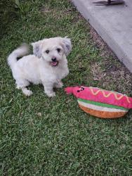 Lost Male Dog last seen Near Berard cir., Beaumont, TX 77705