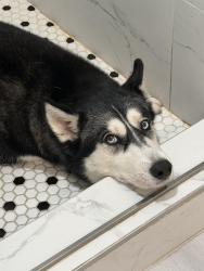 Reunited Female Dog last seen Near S 10th Ave, Arcadia, CA 91006, Arcadia, CA 91006