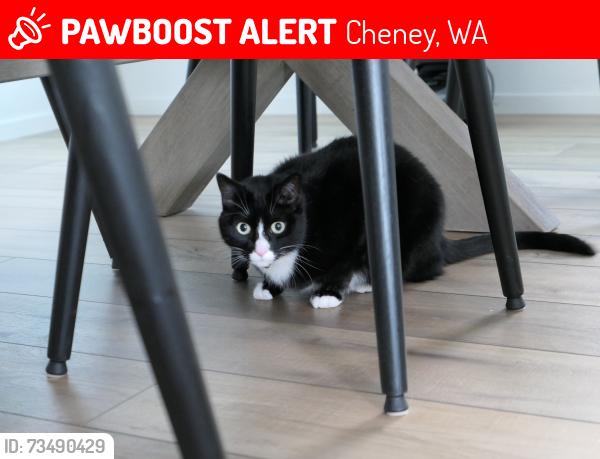 Lost Female Cat last seen S Dana Ln, Cheney, WA 99004