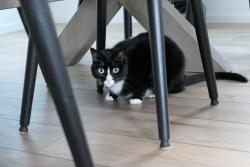 Lost Female Cat last seen S Dana Ln, Cheney, WA 99004