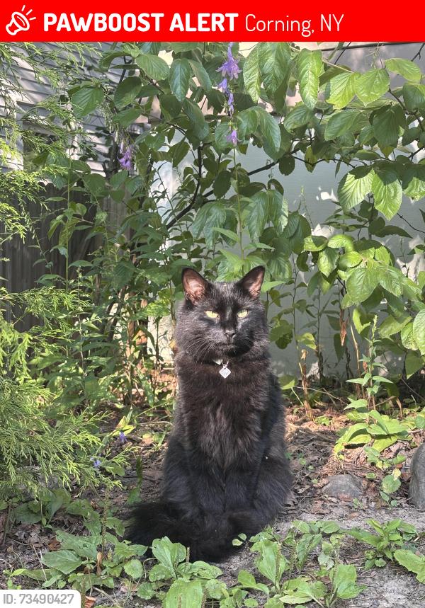 Lost Male Cat last seen Southside Hill, Corning, NY 14830