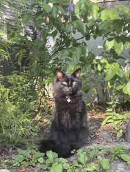 Lost Male Cat last seen Southside Hill, Corning, NY 14830
