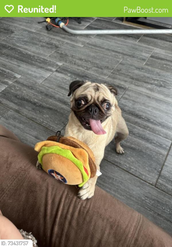 Reunited Female Dog last seen Ryon Street and Cochran Street by the tracks at Northside High School, Houston, TX 77009