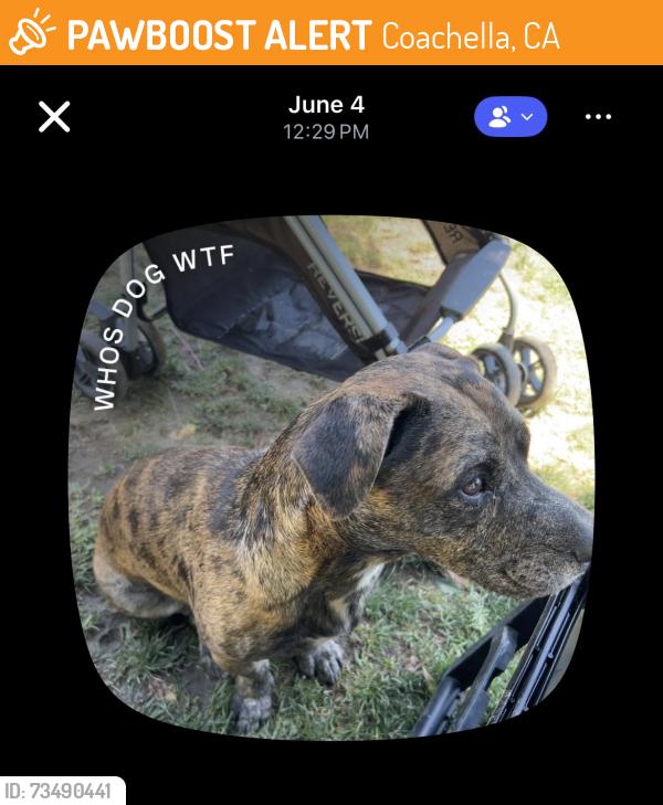 Found/Stray Male Dog last seen Starbucks Coachella, Coachella, CA 92236