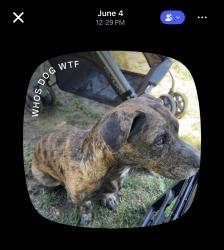 Found/Stray Male Dog last seen Starbucks Coachella, Coachella, CA 92236