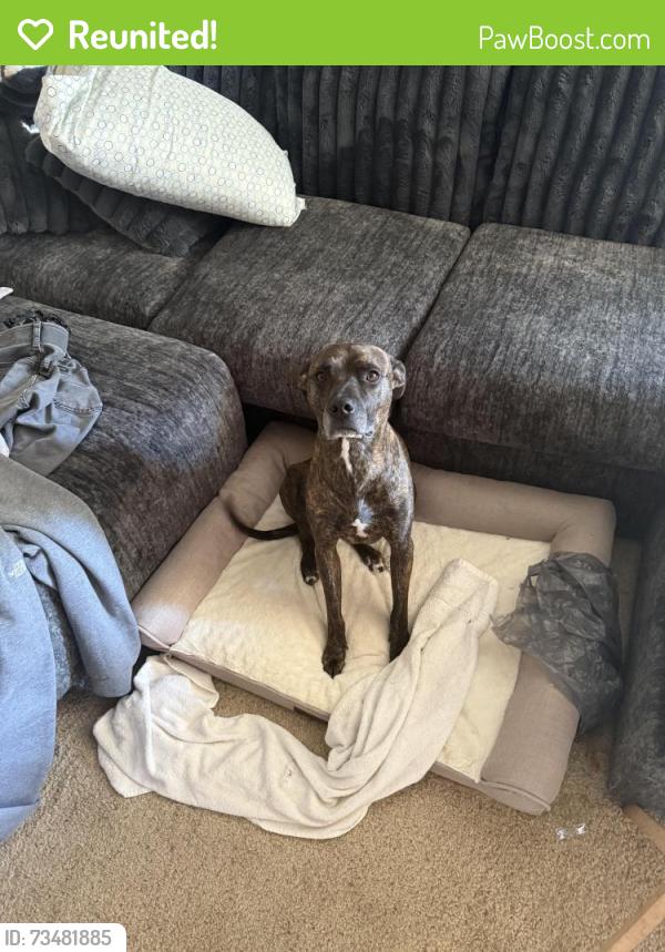 Reunited Male Dog last seen Newman Davis rd Greensboro NC, Greensboro, NC 27406
