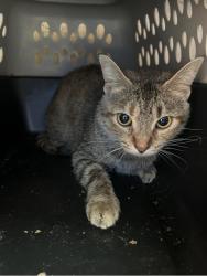 Shelter Stray Female Cat last seen Near BLOCK S. HURSTBOURNE PKWY, 3528 Newburg Rd, Louisville, KY 40218, USA