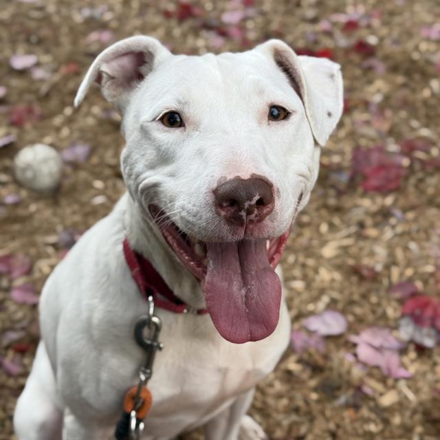 Shelter Stray Male Dog last seen Near BLOCK 165TH AVE NE, REDMOND WA 98052, 21615 64th Ave S, Kent, WA 98032, USA