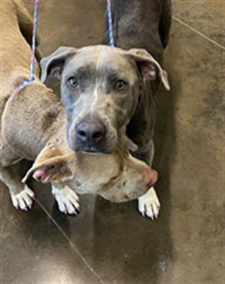 Shelter Stray Female Dog last seen HIGHWAY 59, 31078 LA-36, Lacombe, LA 70445, USA