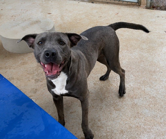 Shelter Stray Female Dog last seen CHARLOTTE, 8315 Byrum Dr, Charlotte, NC 28217, USA