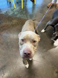 Shelter Stray Male Dog last seen HIGHWAY 59, 31078 LA-36, Lacombe, LA 70445, USA