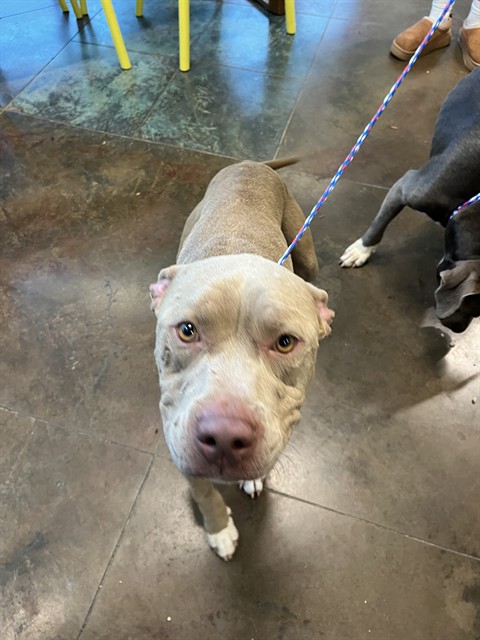 Shelter Stray Male Dog last seen HIGHWAY 59, 31078 LA-36, Lacombe, LA 70445, USA