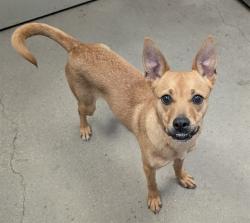 Shelter Stray Female Dog last seen , 4000 N Silverbell Rd, Tucson, AZ 85745, USA