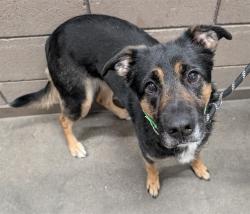 Shelter Stray Female Dog last seen , 4000 N Silverbell Rd, Tucson, AZ 85745, USA