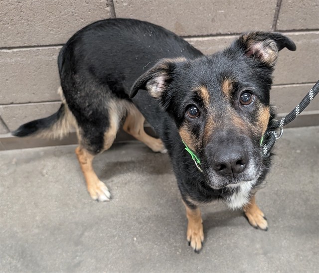 Shelter Stray Female Dog last seen , 4000 N Silverbell Rd, Tucson, AZ 85745, USA