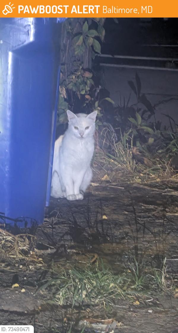 Found/Stray Unknown Cat last seen Near N Montford Ave, Baltimore, MD 21224 Behind he building, Baltimore, MD 21224
