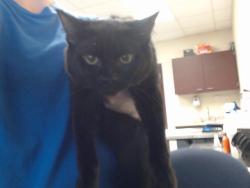 Shelter Stray Male Cat last seen Near BLOCK BELFORD RD, FAYETTEVILLE NC 28314, 4704 Corporation Dr, Fayetteville, NC 28306, USA