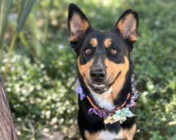 Shelter Stray Female Dog last seen , 957 N Gaffey St, San Pedro, CA 90731, USA
