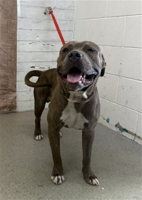 Shelter Stray Male Dog last seen FAIRVIEW X MOUNT VERNON, 333 Chandler Pl, San Bernardino, CA 92408, USA