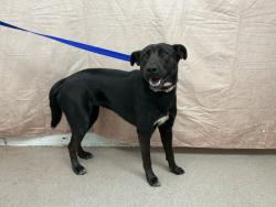Shelter Stray Female Dog last seen MOUNT VERNON AVE X WASHINGTON ST, 333 Chandler Pl, San Bernardino, CA 92408, USA