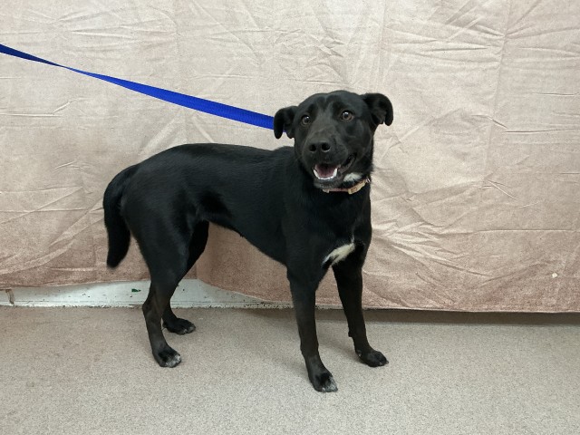 Shelter Stray Female Dog last seen MOUNT VERNON AVE X WASHINGTON ST, 333 Chandler Pl, San Bernardino, CA 92408, USA