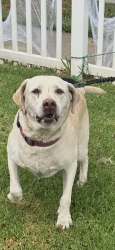 Found/Stray Female Dog last seen Stimson and Gale, Hacienda Heights, CA 91745