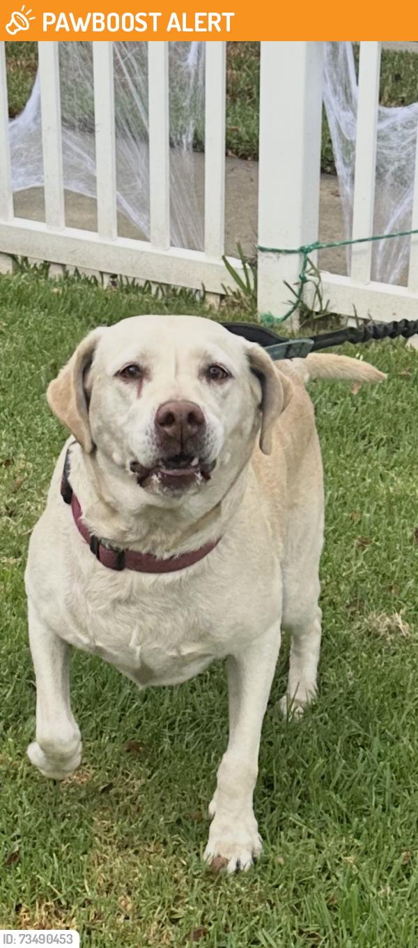 Found/Stray Female Dog last seen Stimson and Gale, Hacienda Heights, CA 91745