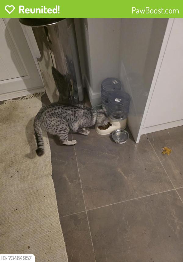 Reunited Male Cat last seen Botanic Park, Belfast, Northern Ireland 