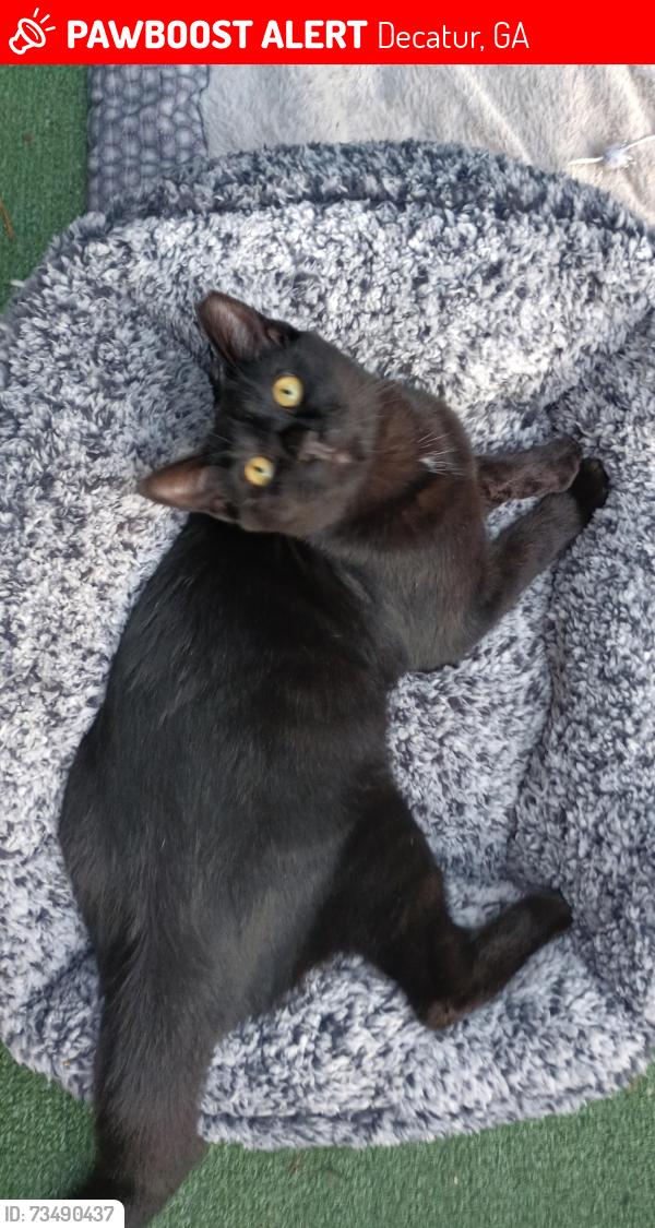Lost Male Cat last seen Scott Blvd/ Garden Lane, Decatur, GA 30030
